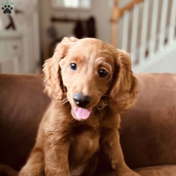 Tesla, Mini Goldendoodle Puppy